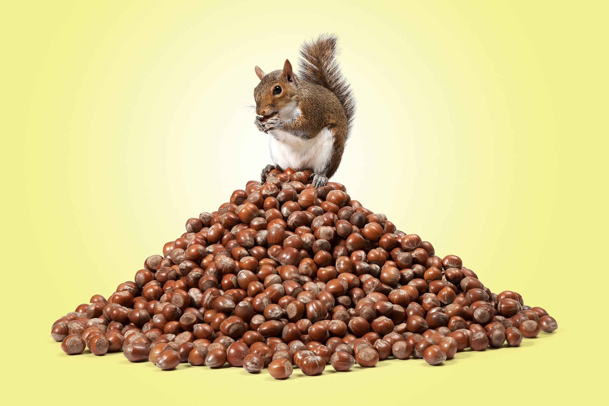 Saving Like a Squirrel